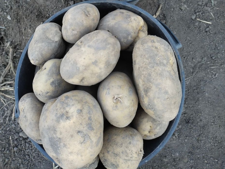Продам картофель белый.