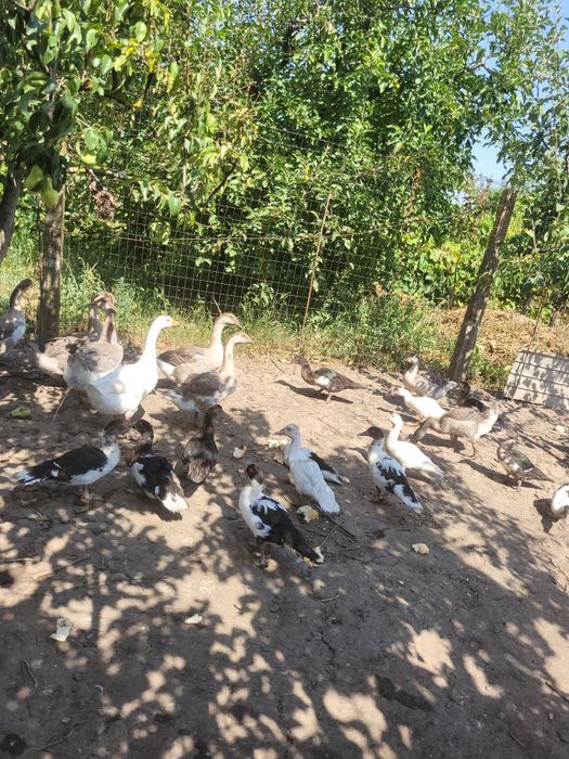 Gâște..Rate..mute.