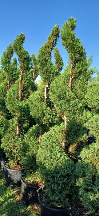 Plante leylandii si multe altele