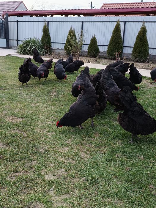 Ouă de australorp negru