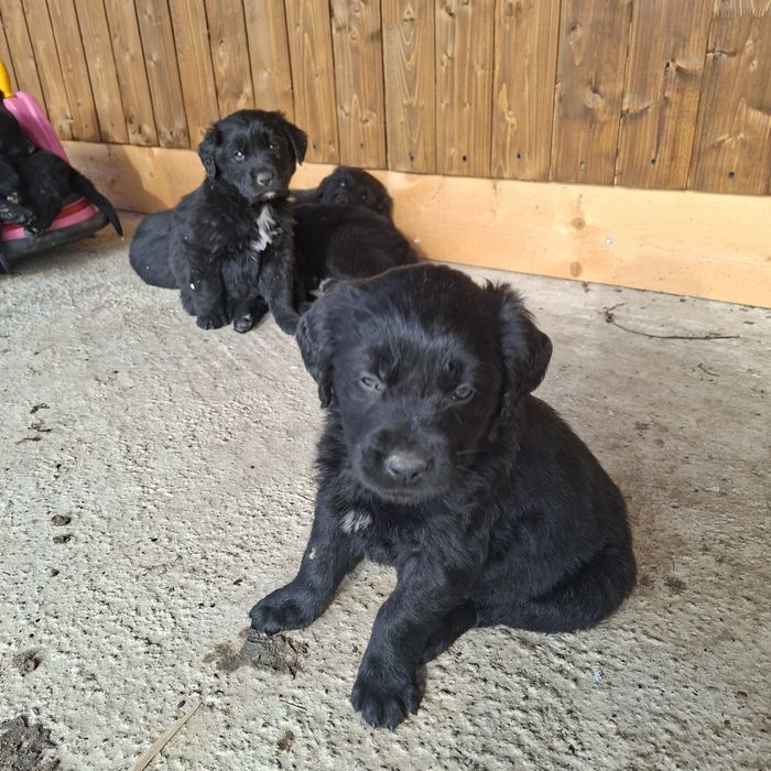 Cățeluși din mama Golden Retriever