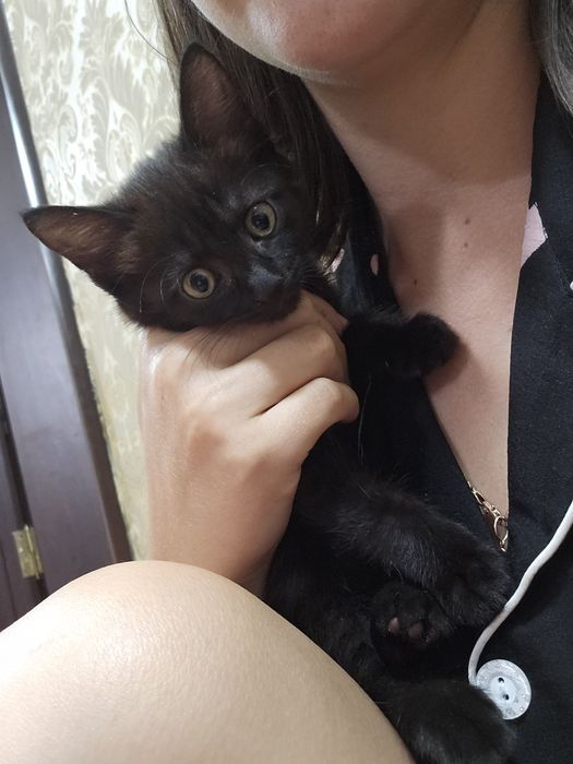 Отдам котят (2х месячные)