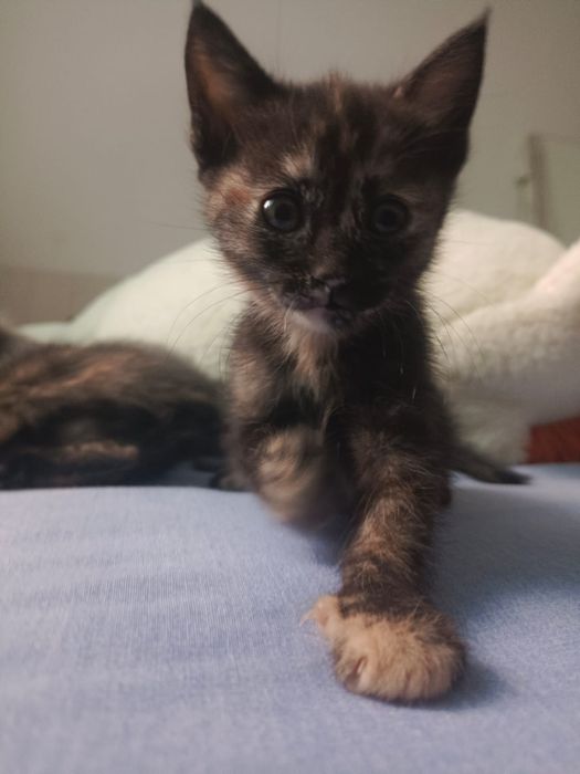 Отдам котят в хорошие руки