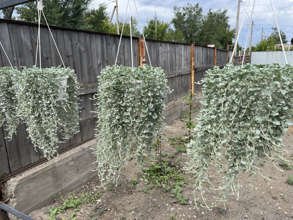Продам дихондру и гортензию
