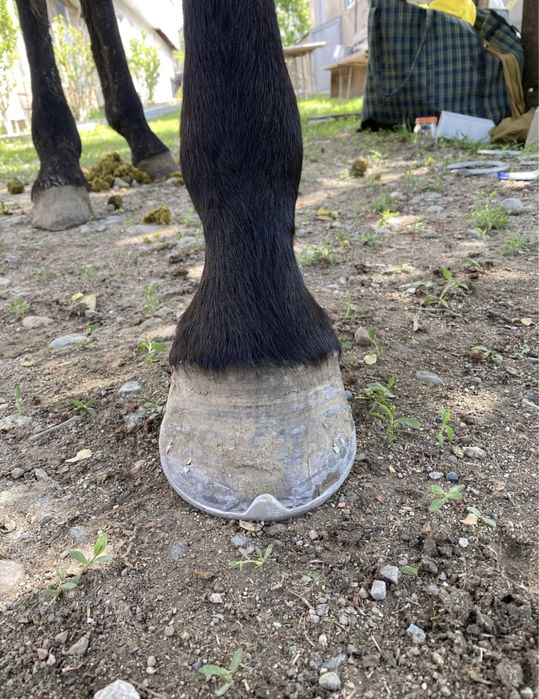 Ат тағалау тагашы коваль