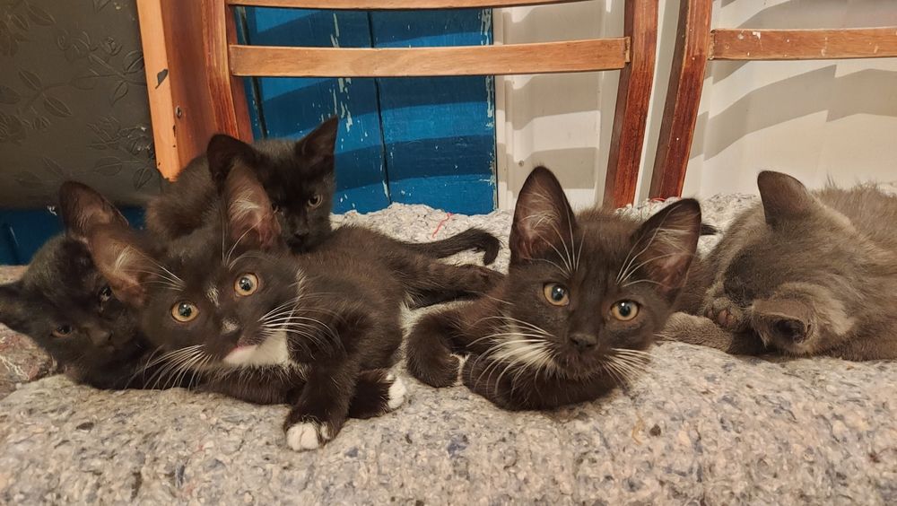 Котята в добрые руки