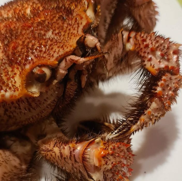 Краб камчатский,краб волосатик,клешни краба,живые раки