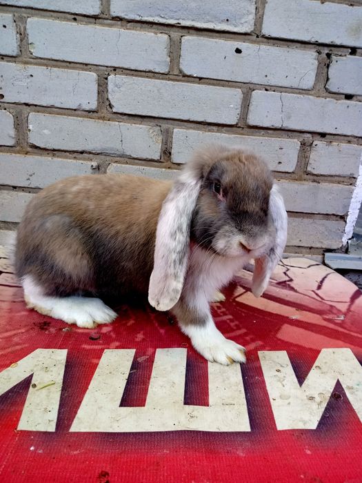 Продаются крольчата