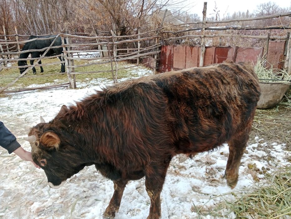 Продаю бычков !!