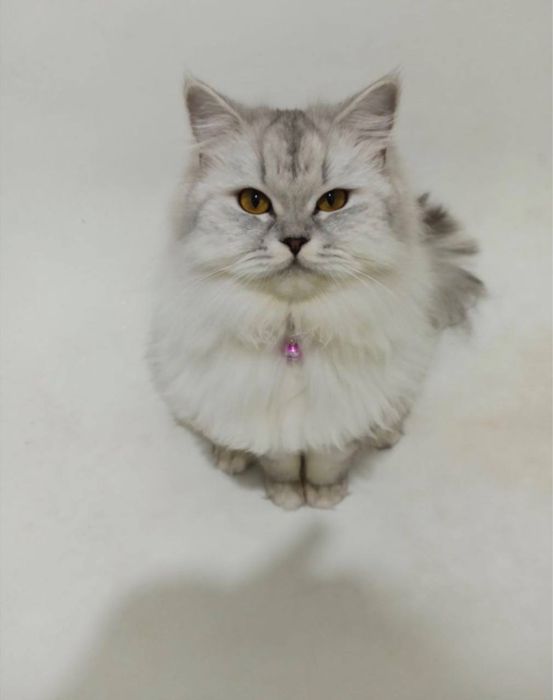Ищем (жениха) кота для вязки шиншила