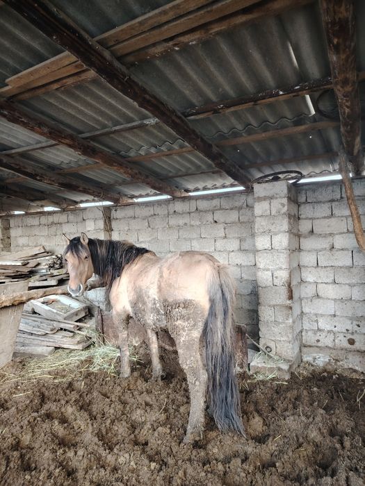 Семиз бие сатылады