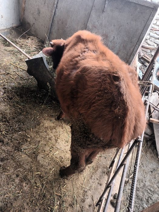 Bùgoz gunojin sotiladi