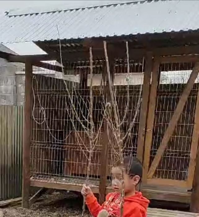 Вольера дерево 3*2 с кровлей дешево