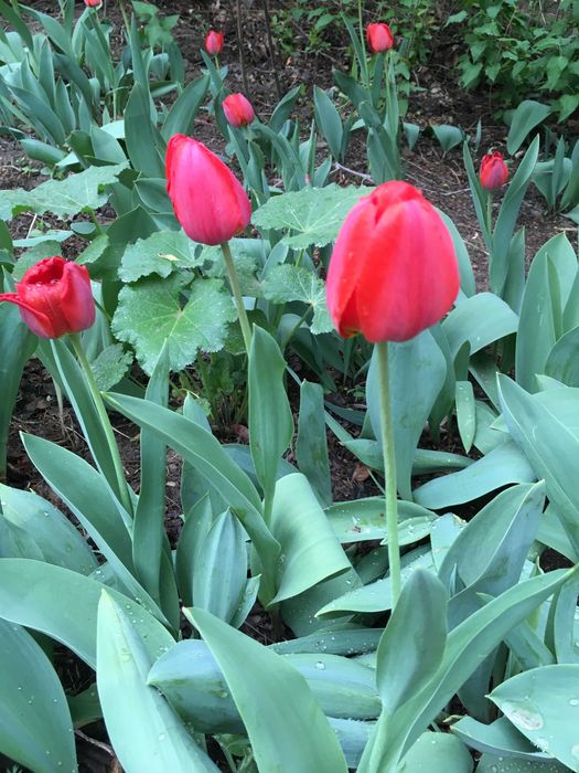 Продам тюльпаны местные