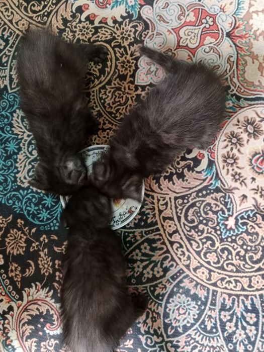 Отдам котят в хорошие руки