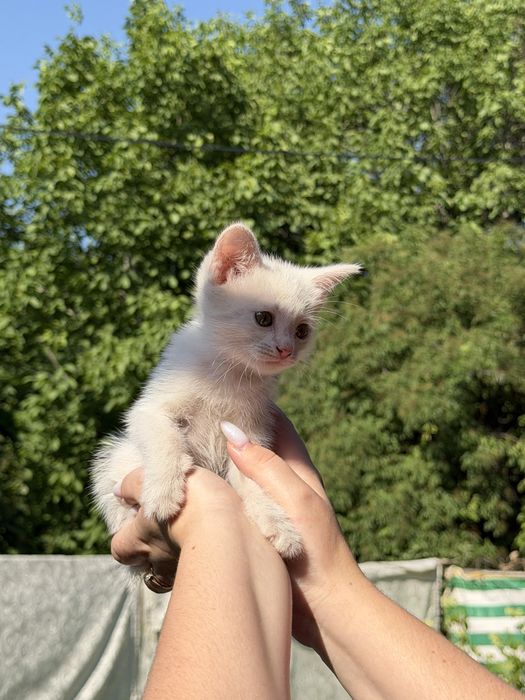 Котята бесплатно