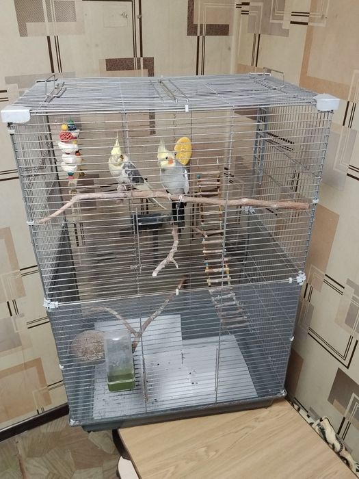 Две особи попугая Корела