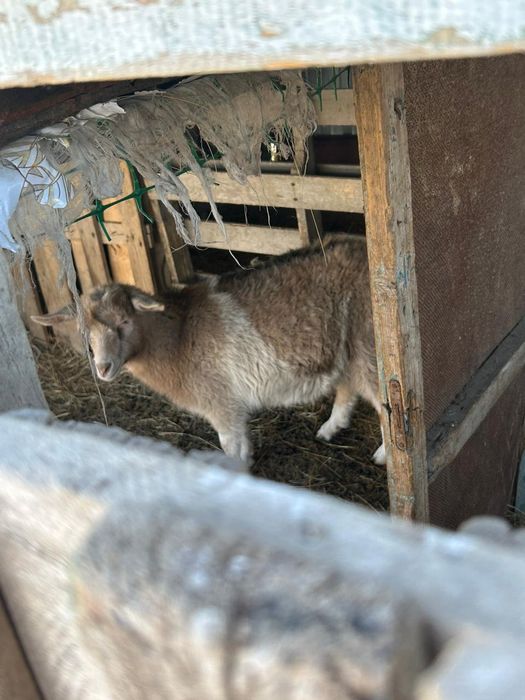 Ешкі шыбыш сатылады