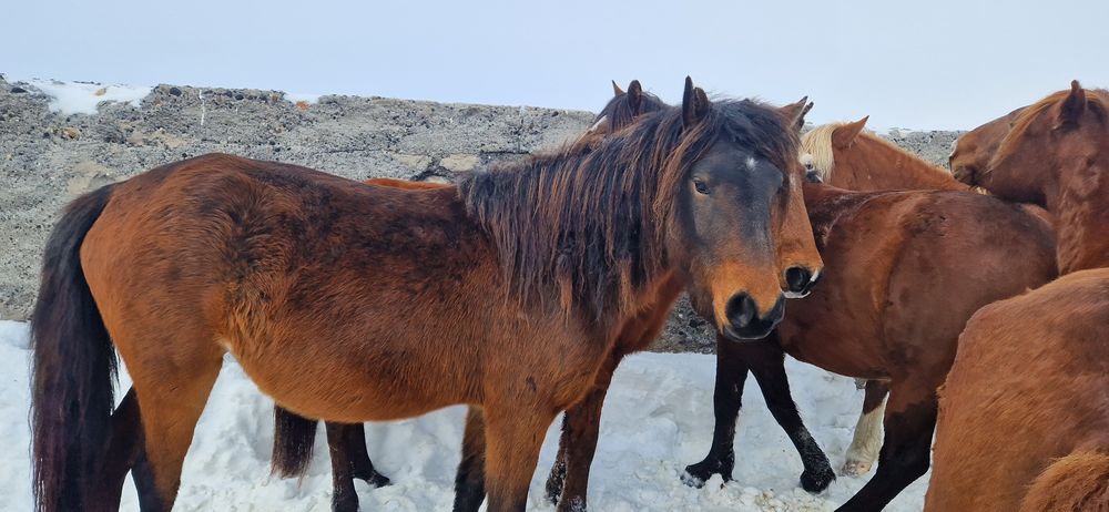 Продам кобылу...