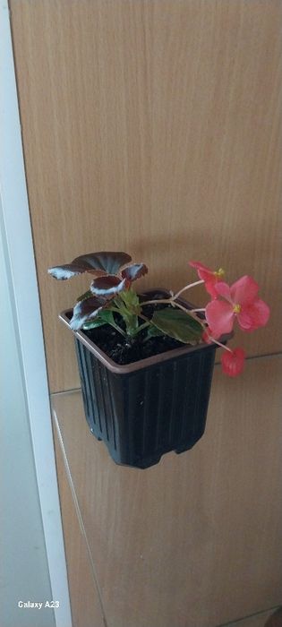 Продам  бегонию вечноцветущую