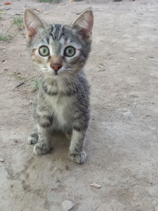 Котёнок бесплатно!