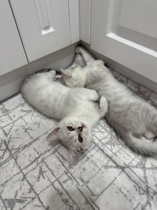Британец + шиншилла