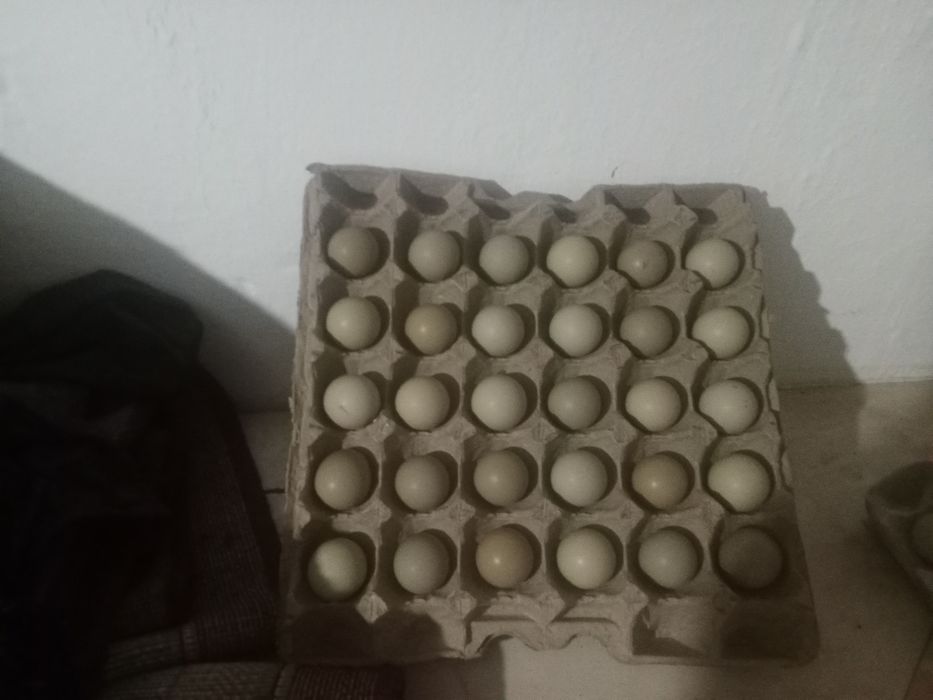 Қырғауыл жұмыртқасы