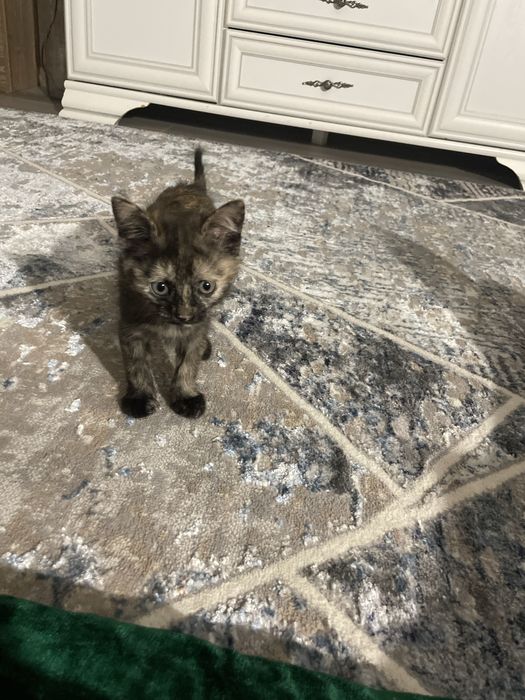 Котенок девочка 2 месяца