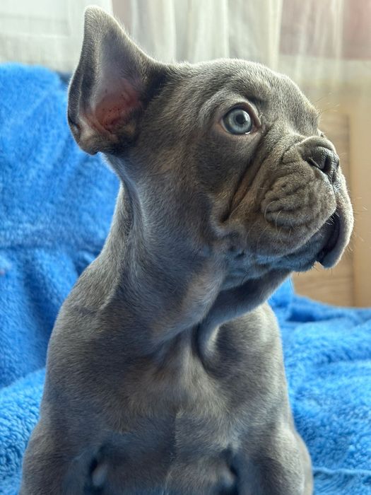 Френски булдог blu ten