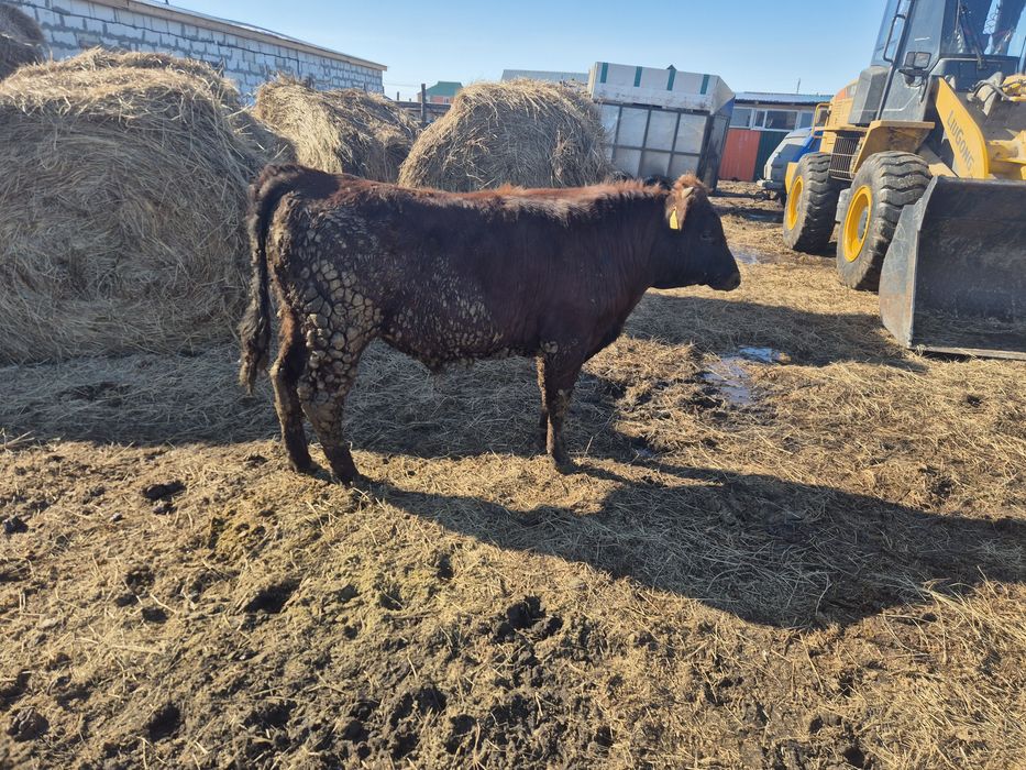 Продам бычок 1 год