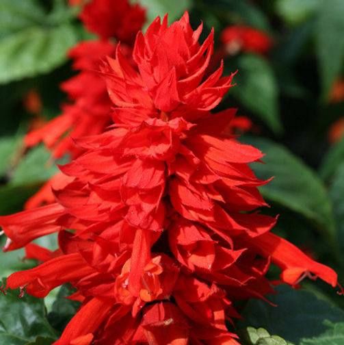 Baxorgi gullar Tagest salvia