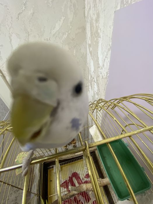 Продам двух волнистых попугаев.