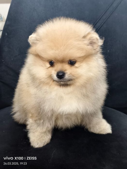 Очаровательные щенки шпица.