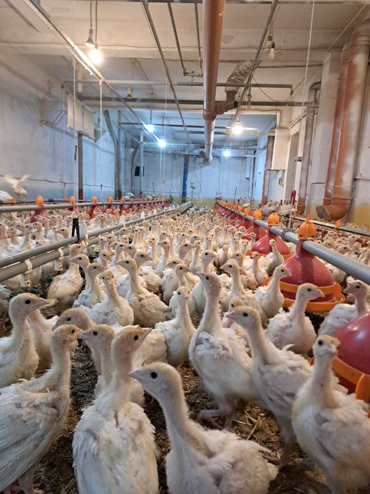 Vand curci de carne  4 saptamani, vaccinuri la zi,  1,4 kg media