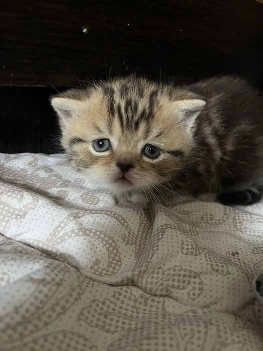 Котята породистые