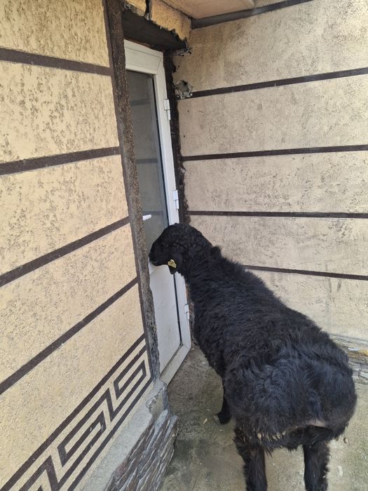 Тоқтылар бар семиз