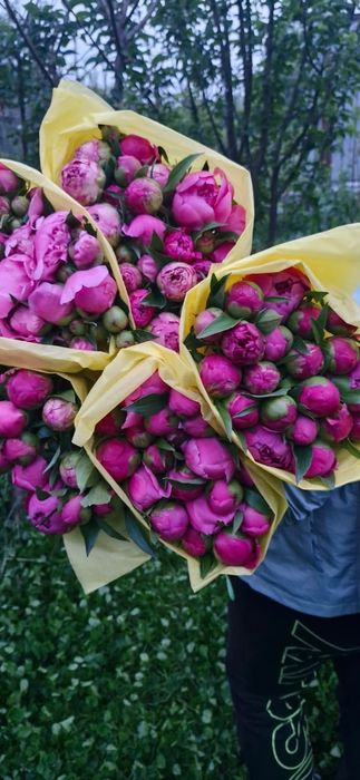 Пионы в бутонах ароматные