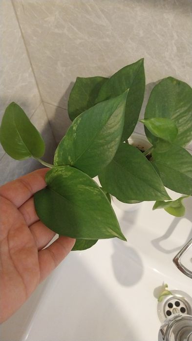 Продам цветы от 3000тг-6000