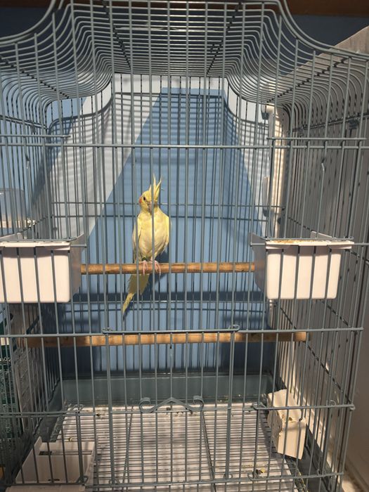 Продавам папагал + клетка