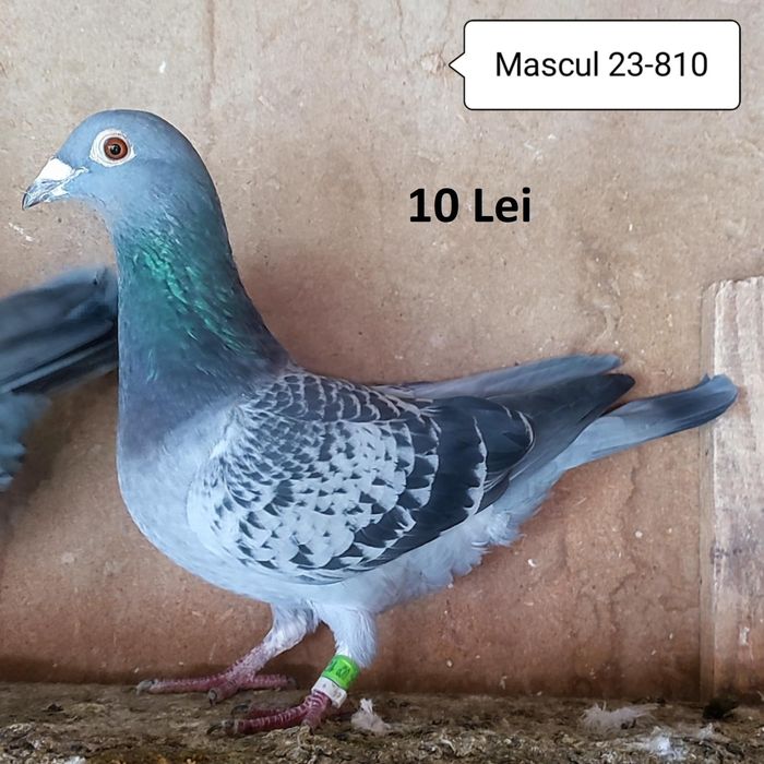 Porumbei voiajori de vanzare