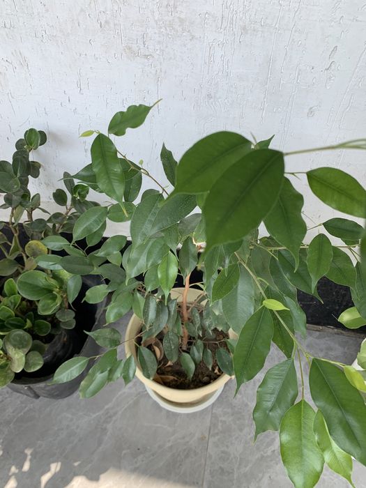 Комнатные цветы