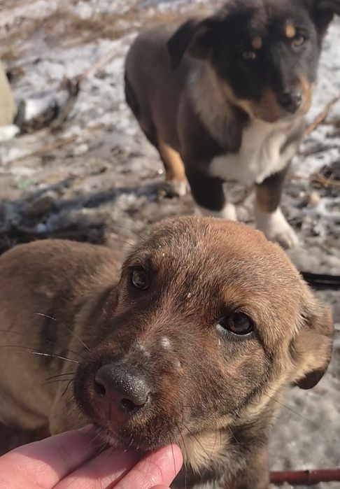 Девчонки щеночки