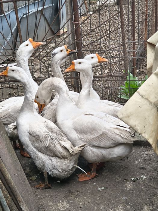 Gâscan din puii de anul trecut