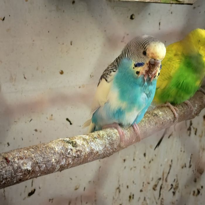 Вълнисти папагалчета