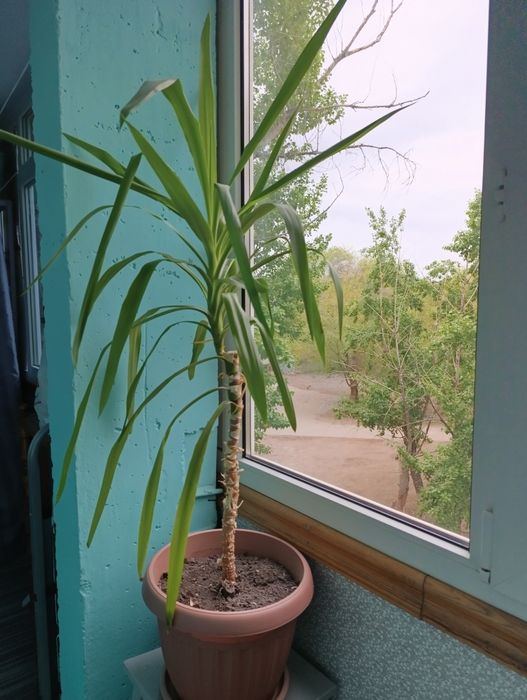 Цветы комнатные большие