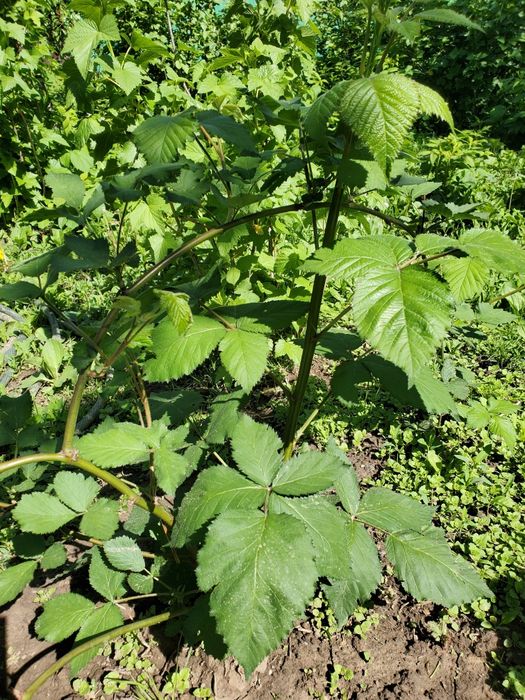 Ежемалина большими кустами