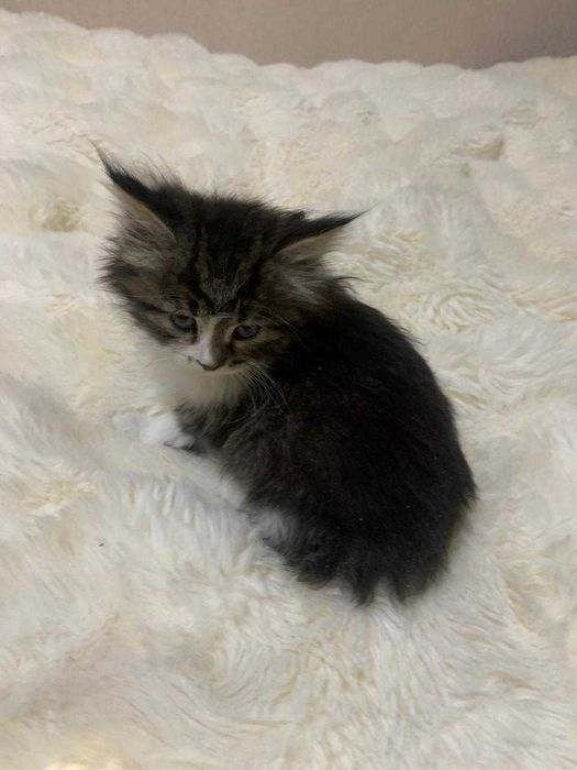 Котенок, созданный для любви!