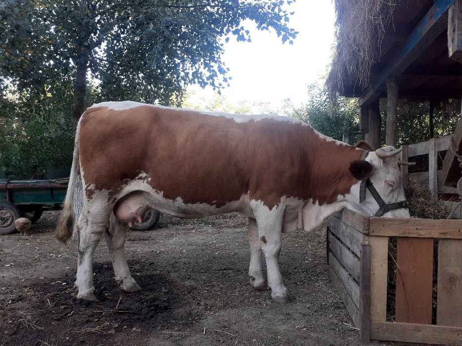 Vând vaca bălțată romaneasca