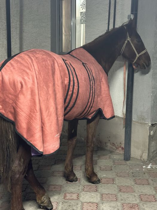 Донен айгыр жеребец лошадь