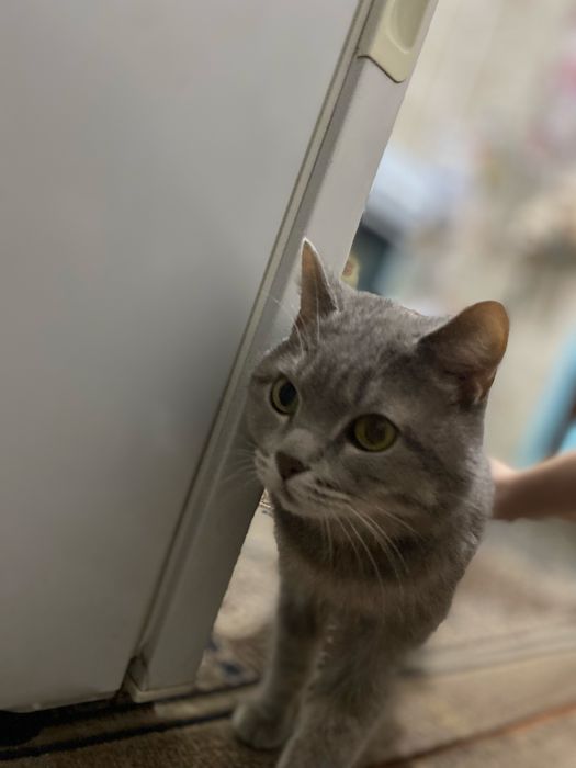 Отдам в добрые руки бесплатно